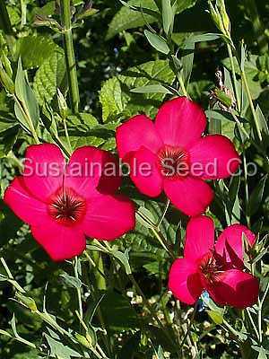 Photo of Scarlet Flax (Linum grandiflorum 'Rubrum') uploaded by vic
