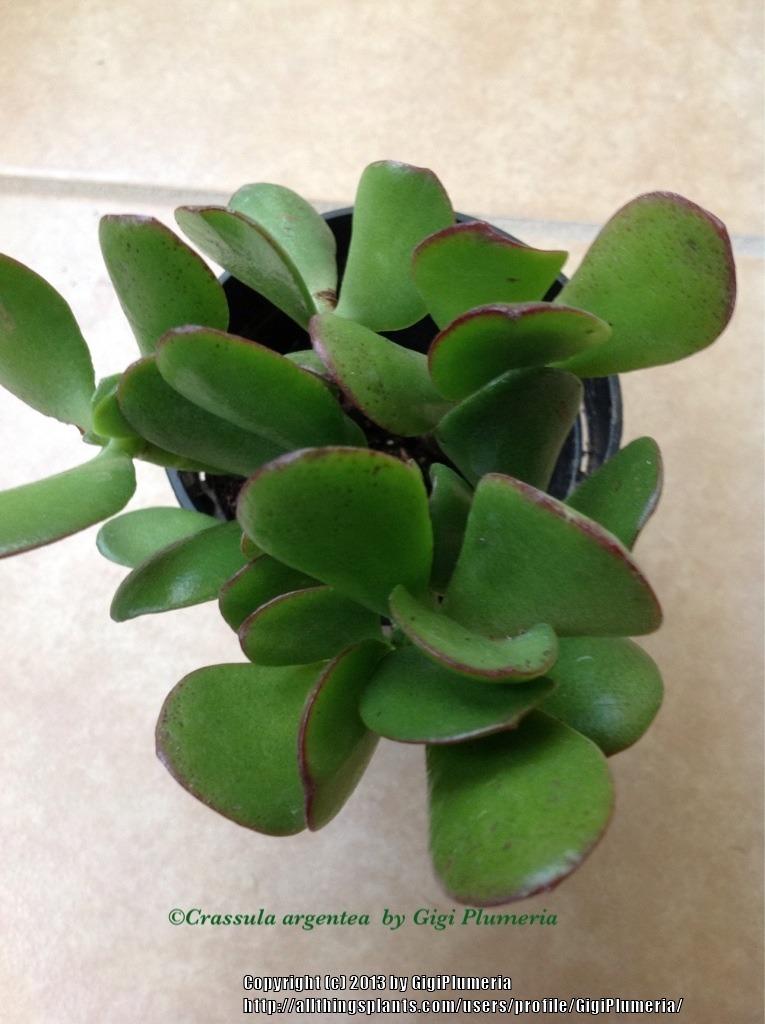 Photo of Jade Plant (Crassula ovata) uploaded by GigiPlumeria