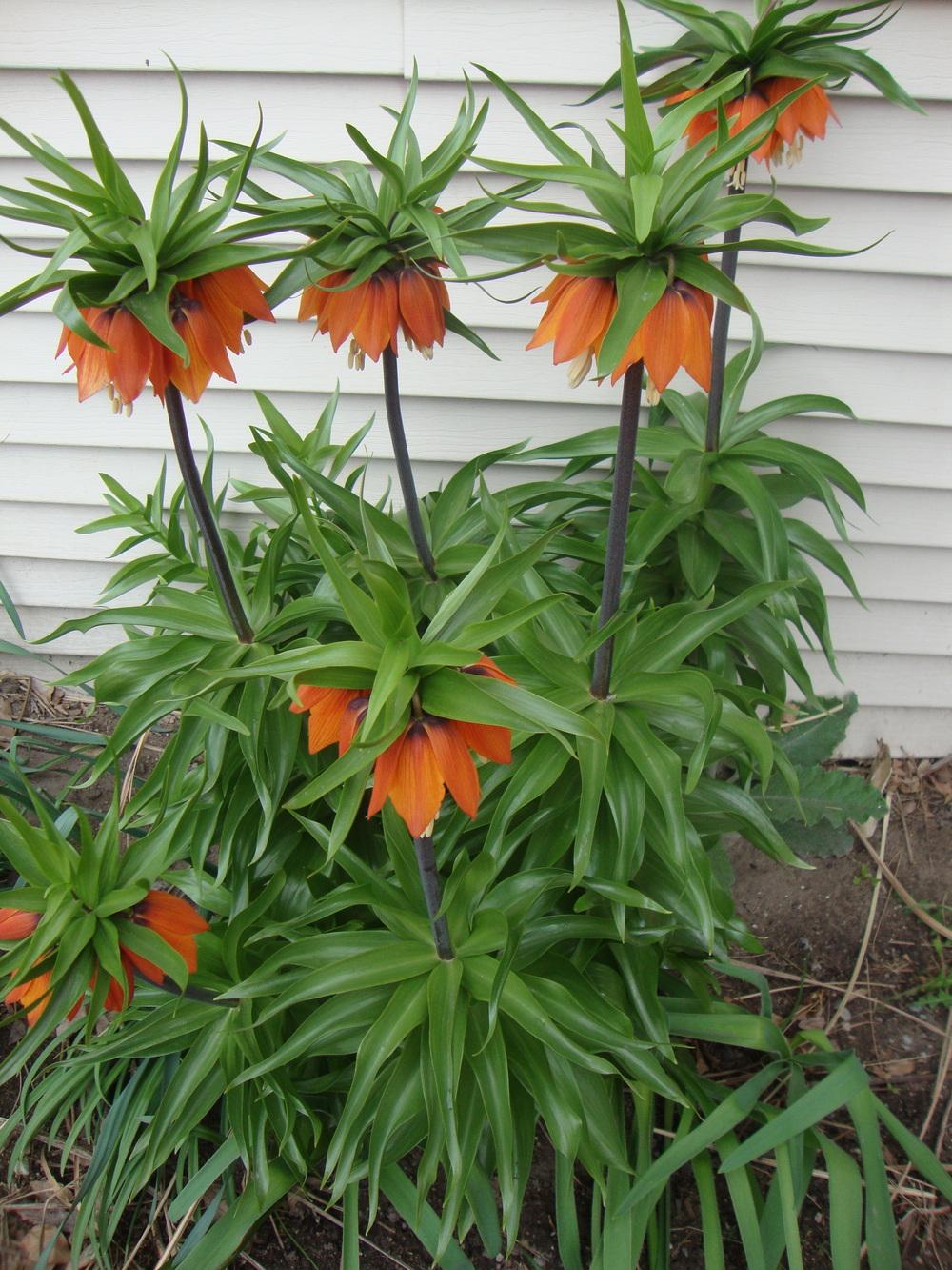 Photo of Crown Imperial Fritillaria (Fritillaria imperialis) uploaded by Paul2032