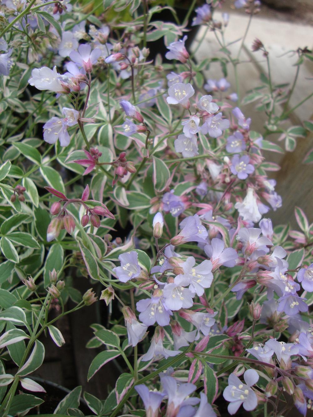 Photo of Jacob's Ladder (Polemonium reptans 'Touch of Class') uploaded by Paul2032