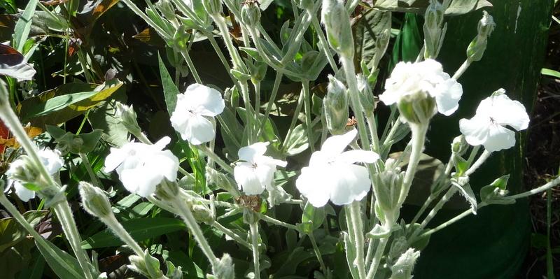 Photo of Rose Campion (Silene coronaria 'Alba') uploaded by gardengus