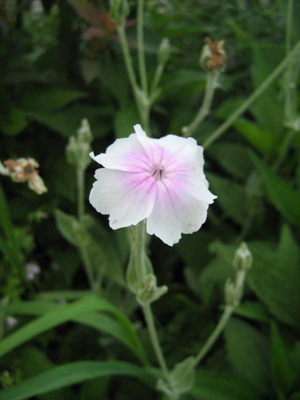 Photo of Mullein Pinks (Silene coronaria 'Angel's Blush') uploaded by gardengus
