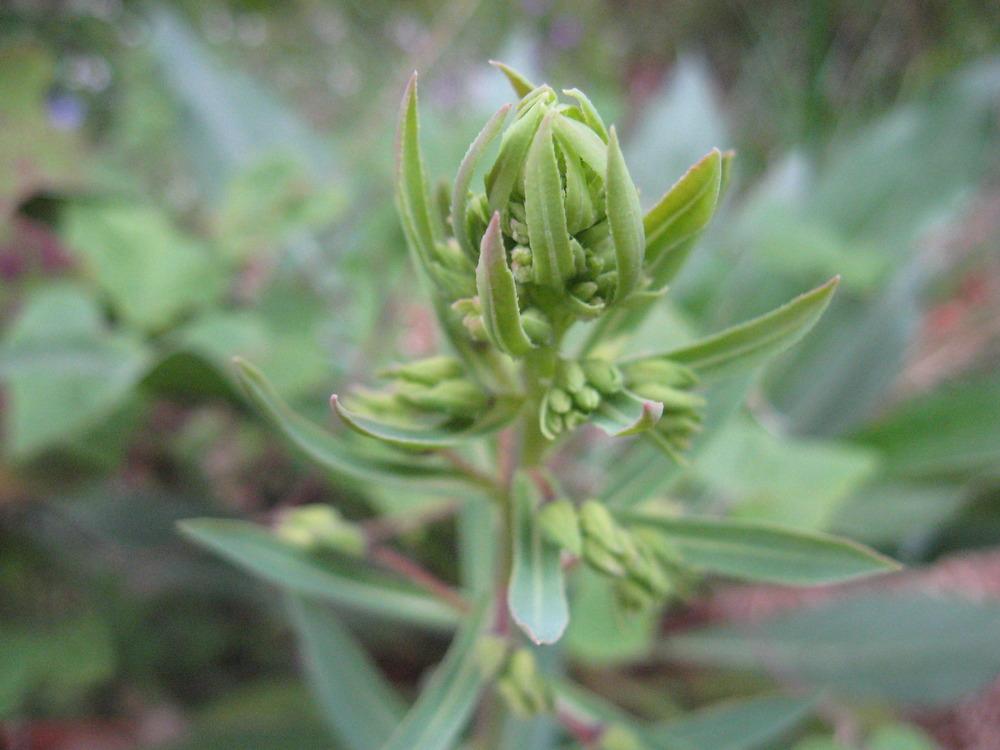 Photo of Echium (Echium gentianoides) uploaded by wcgypsy