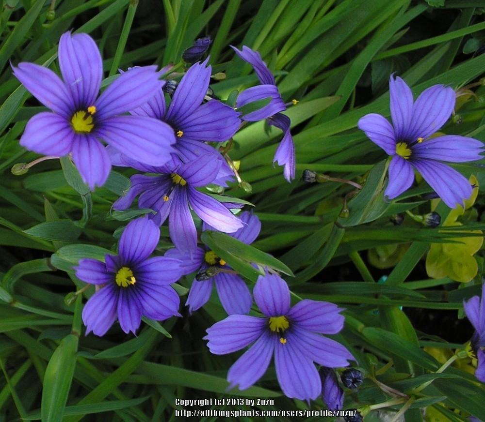 Photo of California Blue-Eyed Grass (Sisyrinchium bellum) uploaded by zuzu