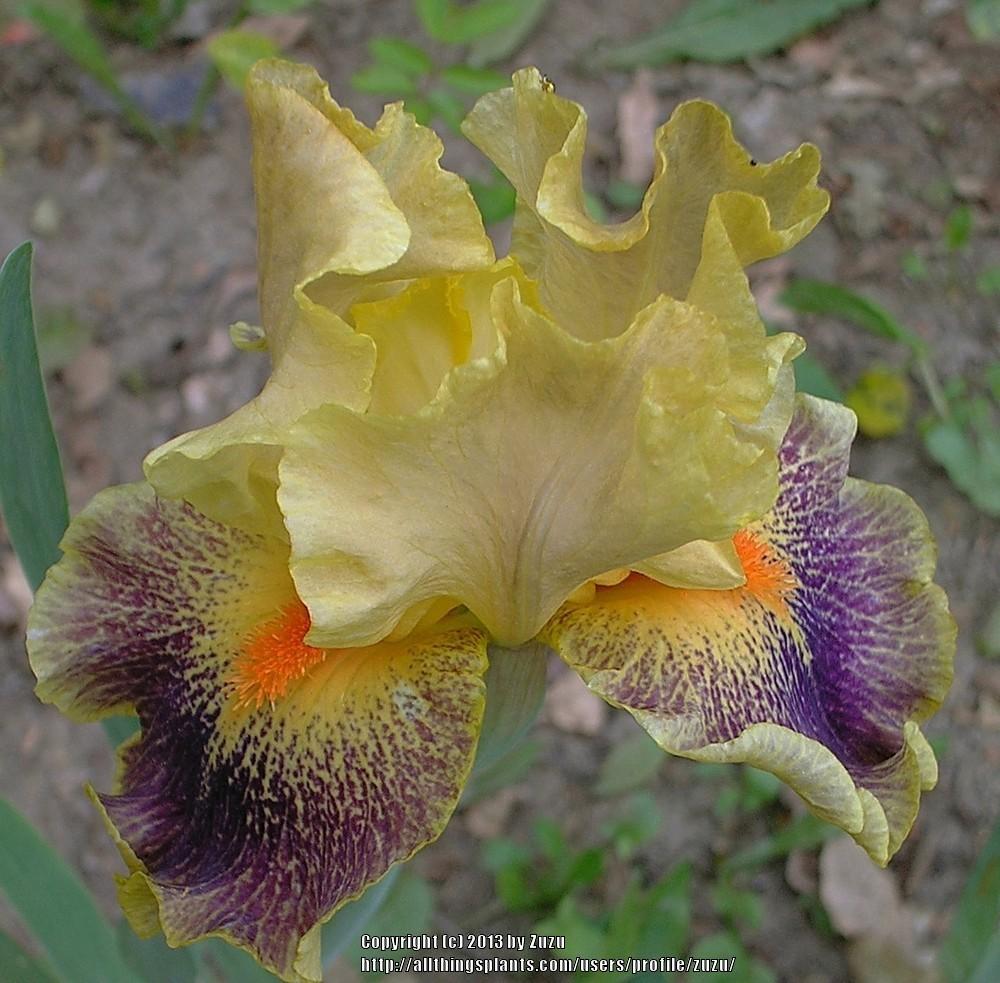 Photo of Intermediate Bearded Iris (Iris 'Delirium') uploaded by zuzu
