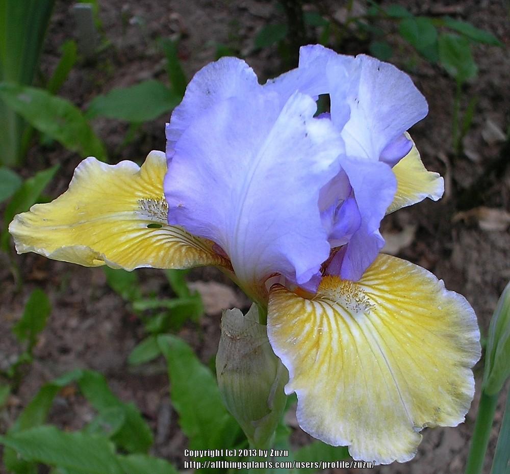 Photo of Intermediate Bearded Iris (Iris 'Bold Statement') uploaded by zuzu