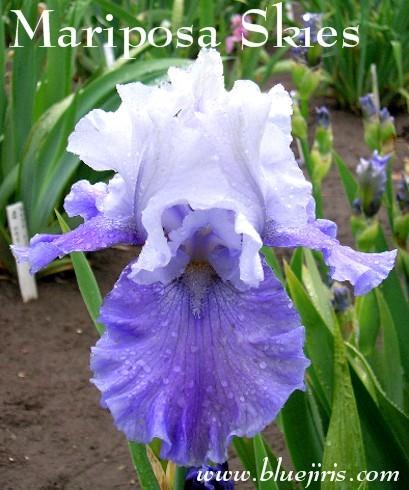 Photo of Tall Bearded Iris (Iris 'Mariposa Skies') uploaded by Calif_Sue