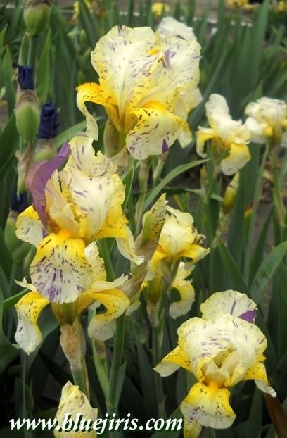 Photo of Border Bearded Iris (Iris 'Minnesota Mixed-Up Kid') uploaded by Calif_Sue