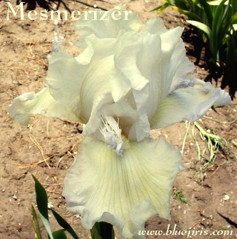 Photo of Tall Bearded Iris (Iris 'Mesmerizer') uploaded by Calif_Sue