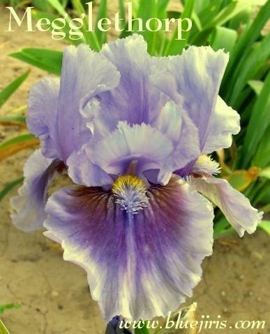 Photo of Intermediate Bearded Iris (Iris 'Megglethorp') uploaded by Calif_Sue