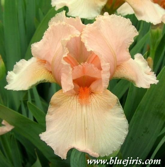 Photo of Intermediate Bearded Iris (Iris 'Magic Bubbles') uploaded by Calif_Sue