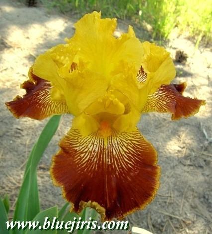 Photo of Tall Bearded Iris (Iris 'Michigan Pride') uploaded by Calif_Sue