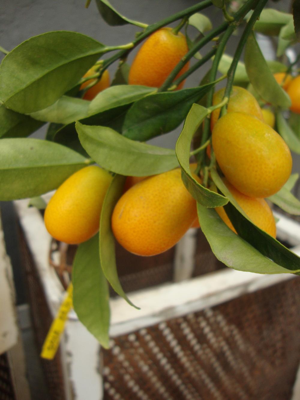 Photo of Kumquat (Citrus japonica 'Nagami') uploaded by Paul2032