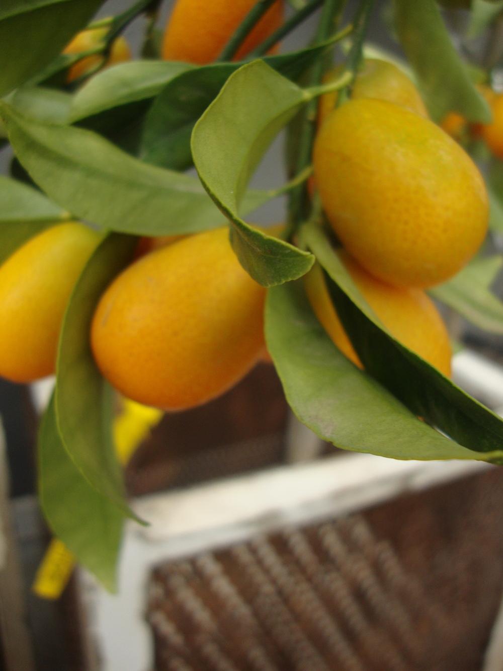 Photo of Kumquat (Citrus japonica 'Nagami') uploaded by Paul2032