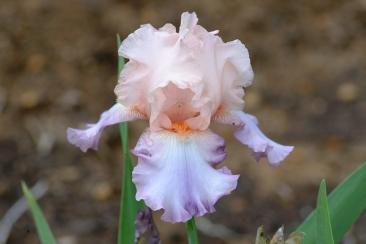 Photo of Tall Bearded Iris (Iris 'Celebration Song') uploaded by eclayne