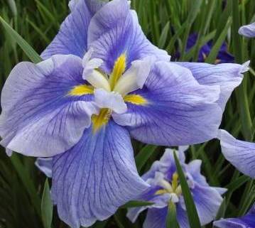 Photo of Japanese Iris (Iris ensata 'Strut and Flourish') uploaded by eclayne