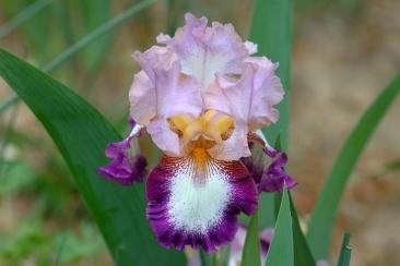 Photo of Tall Bearded Iris (Iris 'Change of Pace') uploaded by eclayne
