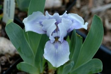 Photo of Standard Dwarf Bearded Iris (Iris 'Bombay Sapphire') uploaded by eclayne