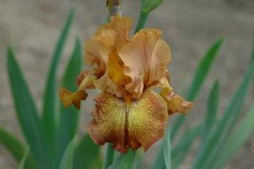Photo of Tall Bearded Iris (Iris 'Camera Ready') uploaded by eclayne