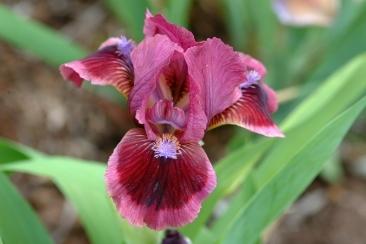 Photo of Standard Dwarf Bearded Iris (Iris 'Cat's Eye') uploaded by eclayne