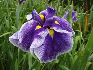 Photo of Japanese Iris (Iris ensata 'Crystal Halo') uploaded by eclayne