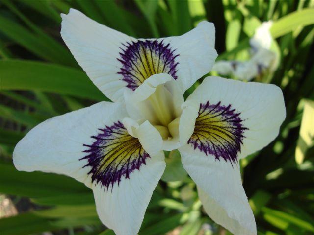 Photo of Species X Iris (Iris 'Shirabyoshi') uploaded by eclayne
