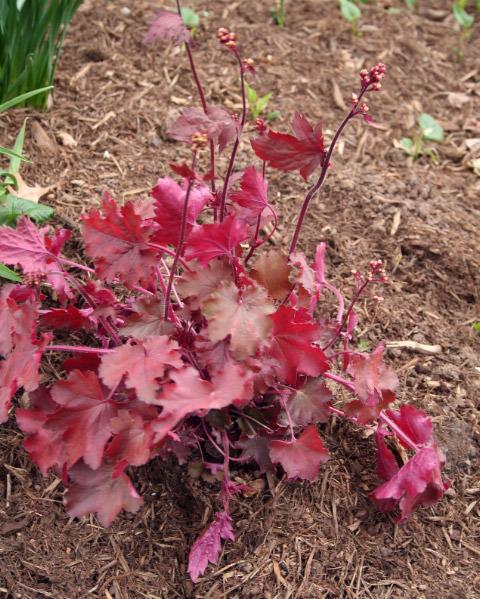 Photo of Coral Bells (Heuchera 'Fire Chief') uploaded by floota
