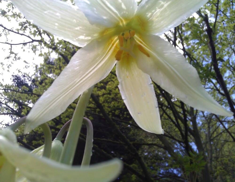 Photo of Oregon Fawn Lily (Erythronium oregonum) uploaded by gg5