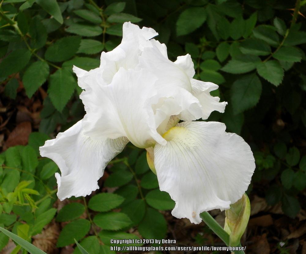Photo of Tall Bearded Iris (Iris 'Immortality') uploaded by lovemyhouse