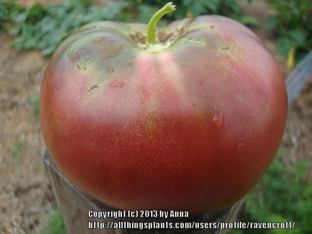 Photo of Tomato (Solanum lycopersicum 'Cherokee Purple') uploaded by RavenCroft