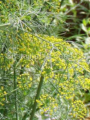 Photo of Dills (Anethum graveolens) uploaded by vic