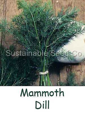 Photo of Dill (Anethum graveolens 'Long Island Mammoth') uploaded by vic