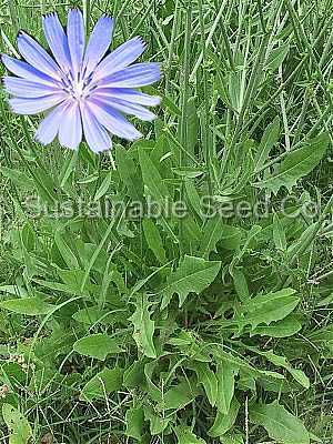 Photo of Chicory (Cichorium intybus) uploaded by vic