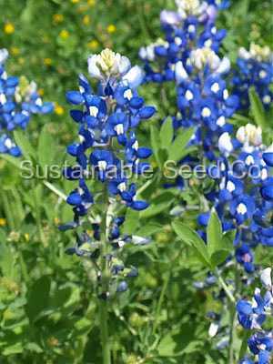 Photo of Texas Bluebonnet (Lupinus texensis) uploaded by vic