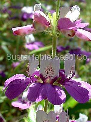 Photo of Chinese Houses (Collinsia heterophylla) uploaded by vic