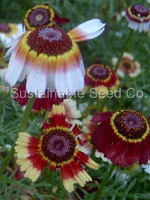 Photo of Tricolor Chrysanthemum (Ismelia carinata) uploaded by vic