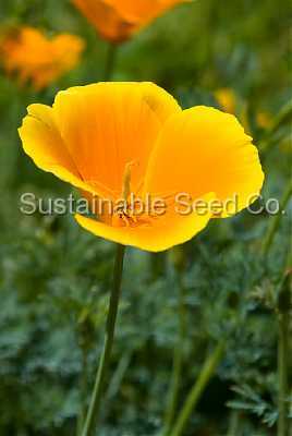 Photo of California Poppy (Eschscholzia californica) uploaded by vic