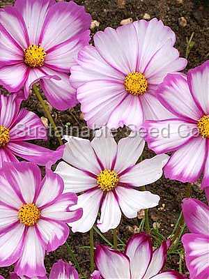 Photo of Cosmos (Cosmos bipinnatus 'Candy Stripe') uploaded by vic