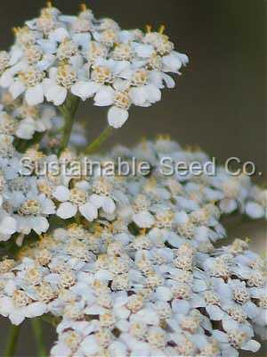 Photo of Sneezeweed (Achillea ptarmica) uploaded by vic