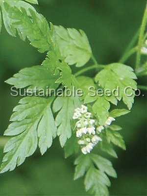 Photo of Chervil (Anthriscus cerefolium) uploaded by vic