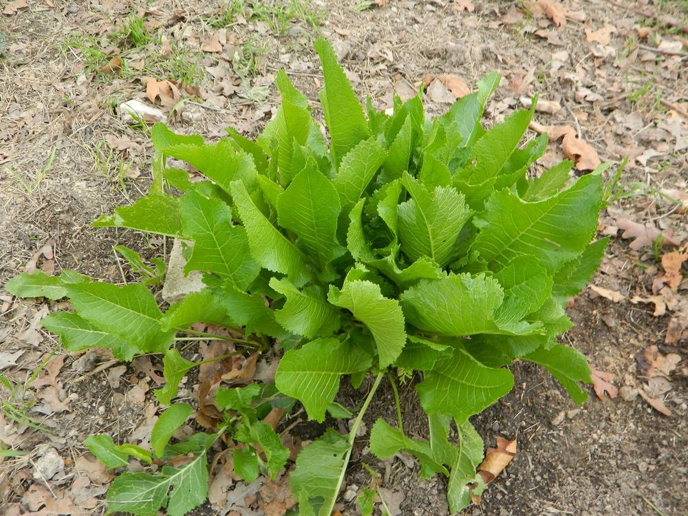 Photo of Horseradish (Armoracia rusticana) uploaded by wildflowers