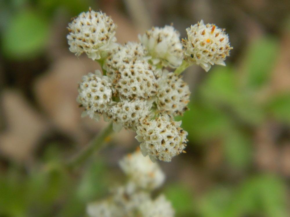 Photo of Plantain-Leaf Pussytoes (Antennaria plantaginifolia) uploaded by wildflowers