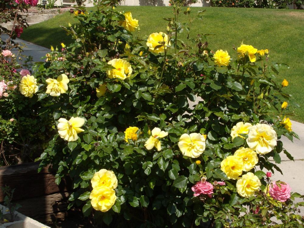 Photo of Rose (Rosa 'Sunsprite') uploaded by Betja