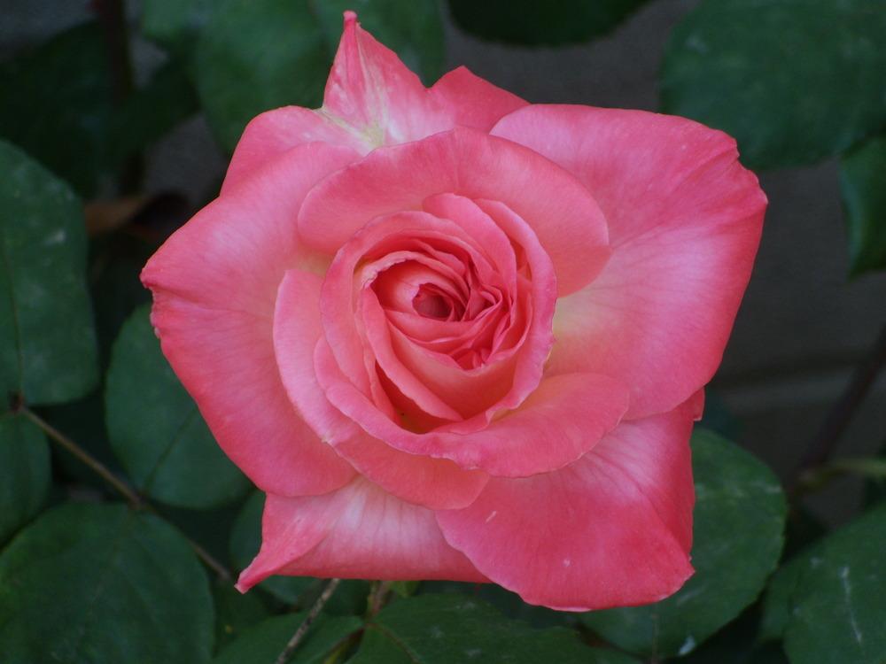 Photo of Rose (Rosa 'Brigadoon') uploaded by Betja