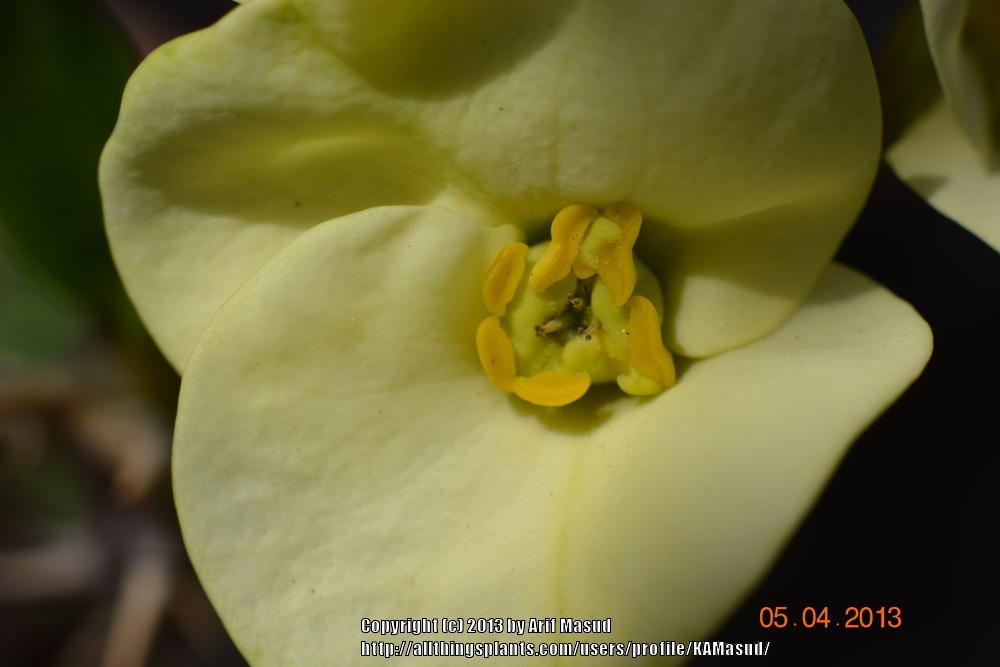 Photo of Euphorbias (Euphorbia) uploaded by KAMasud