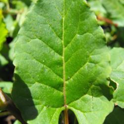 Location: Hidden Hills CA
Date: 2013-04-16
Closeup of a leaf in the spring