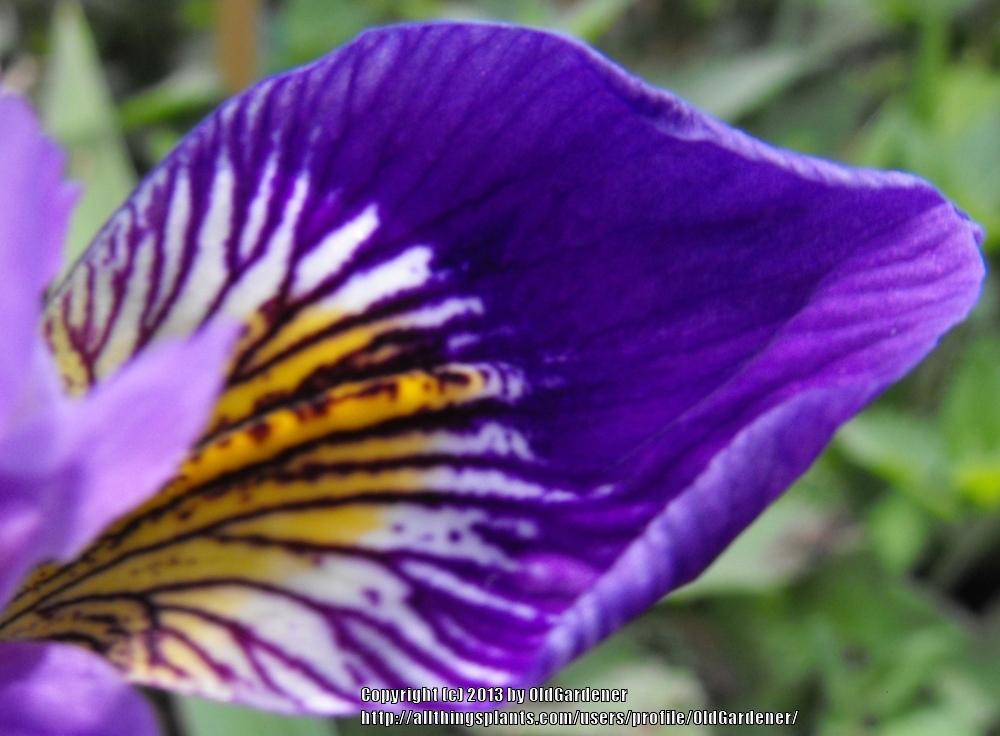 Photo of Species Iris (Iris versicolor) uploaded by OldGardener