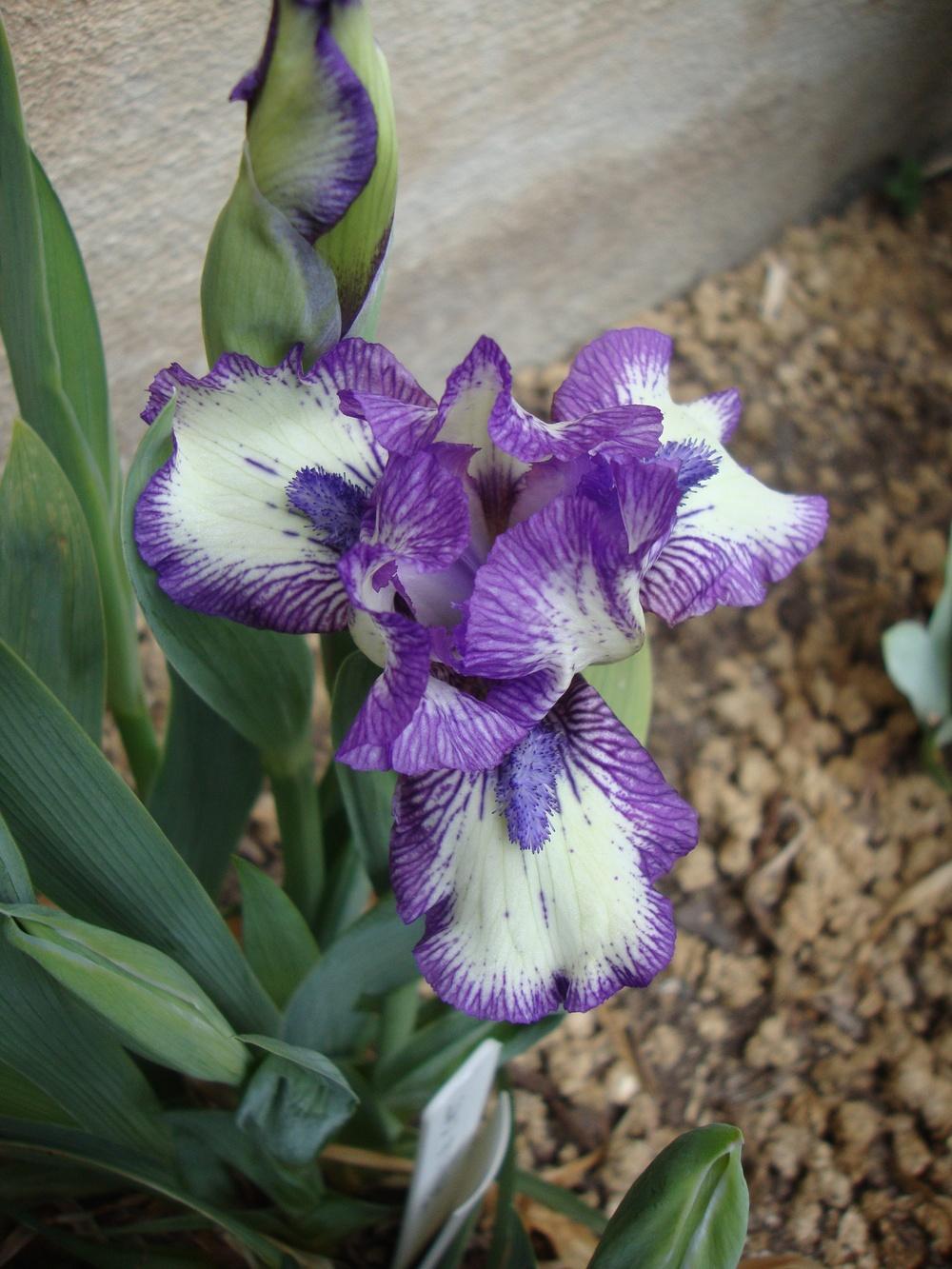 Photo of Standard Dwarf Bearded Iris (Iris 'Jellicle Cat') uploaded by Paul2032