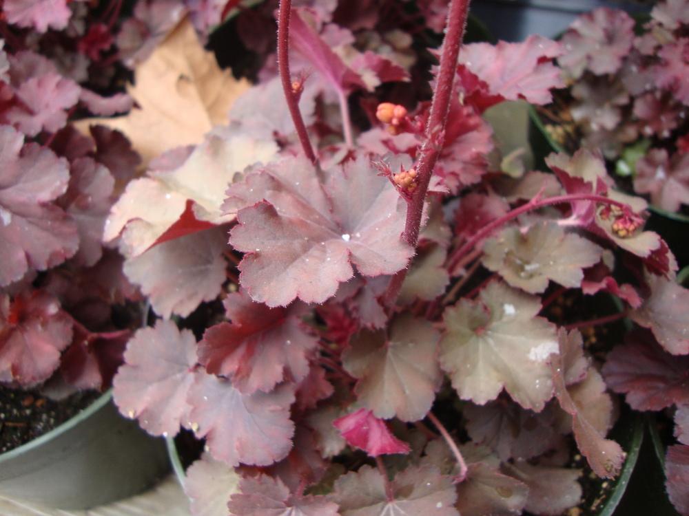 Photo of Coral Bells (Heuchera 'Cherry Cola') uploaded by Paul2032