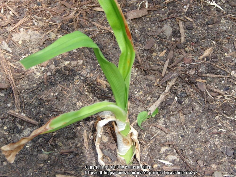 Photo of Grand Crinum Lily (Crinum asiaticum) uploaded by TexasPlumeria87